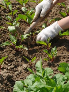gardening